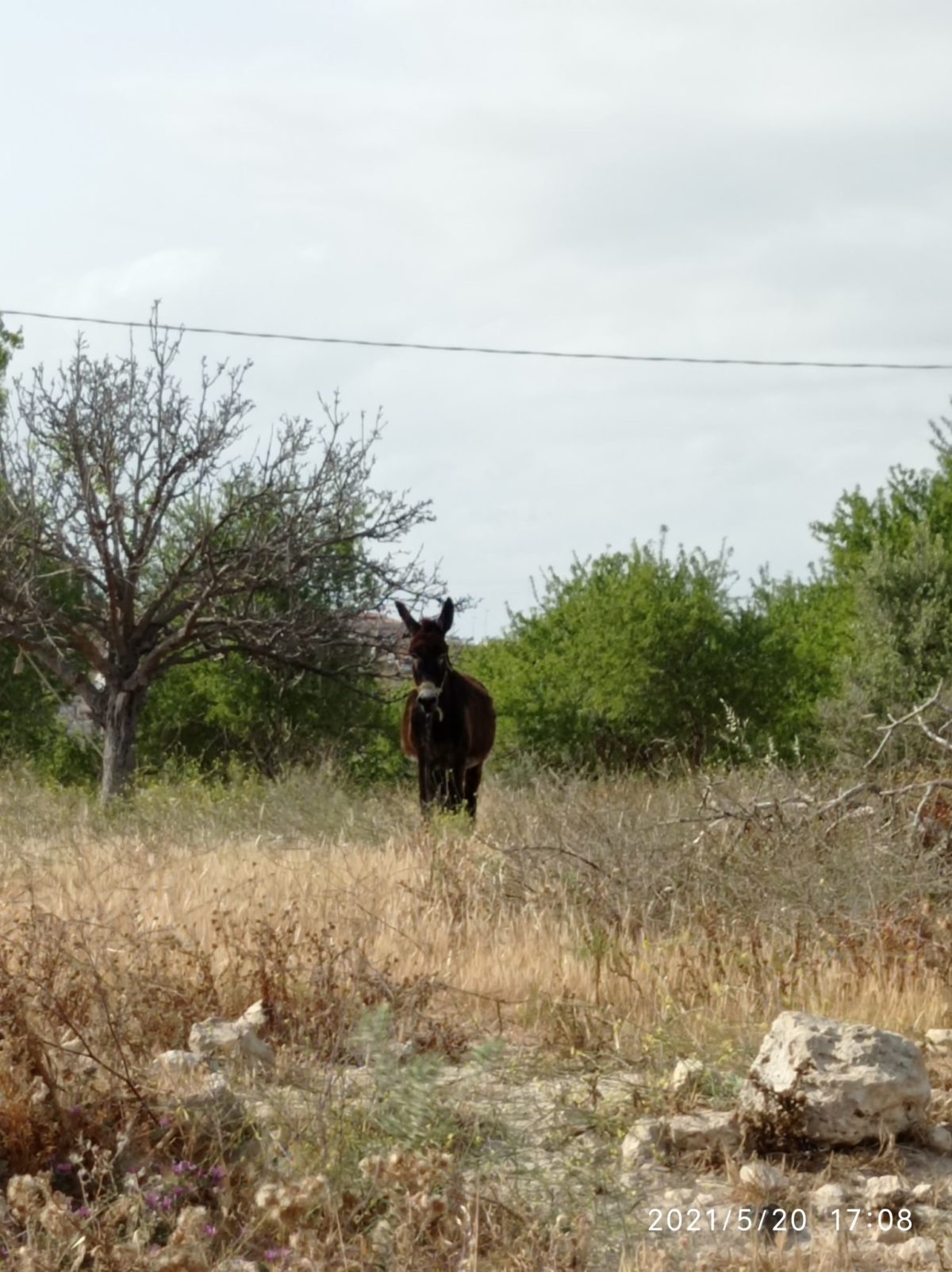 Contrada Sparacogna (4)