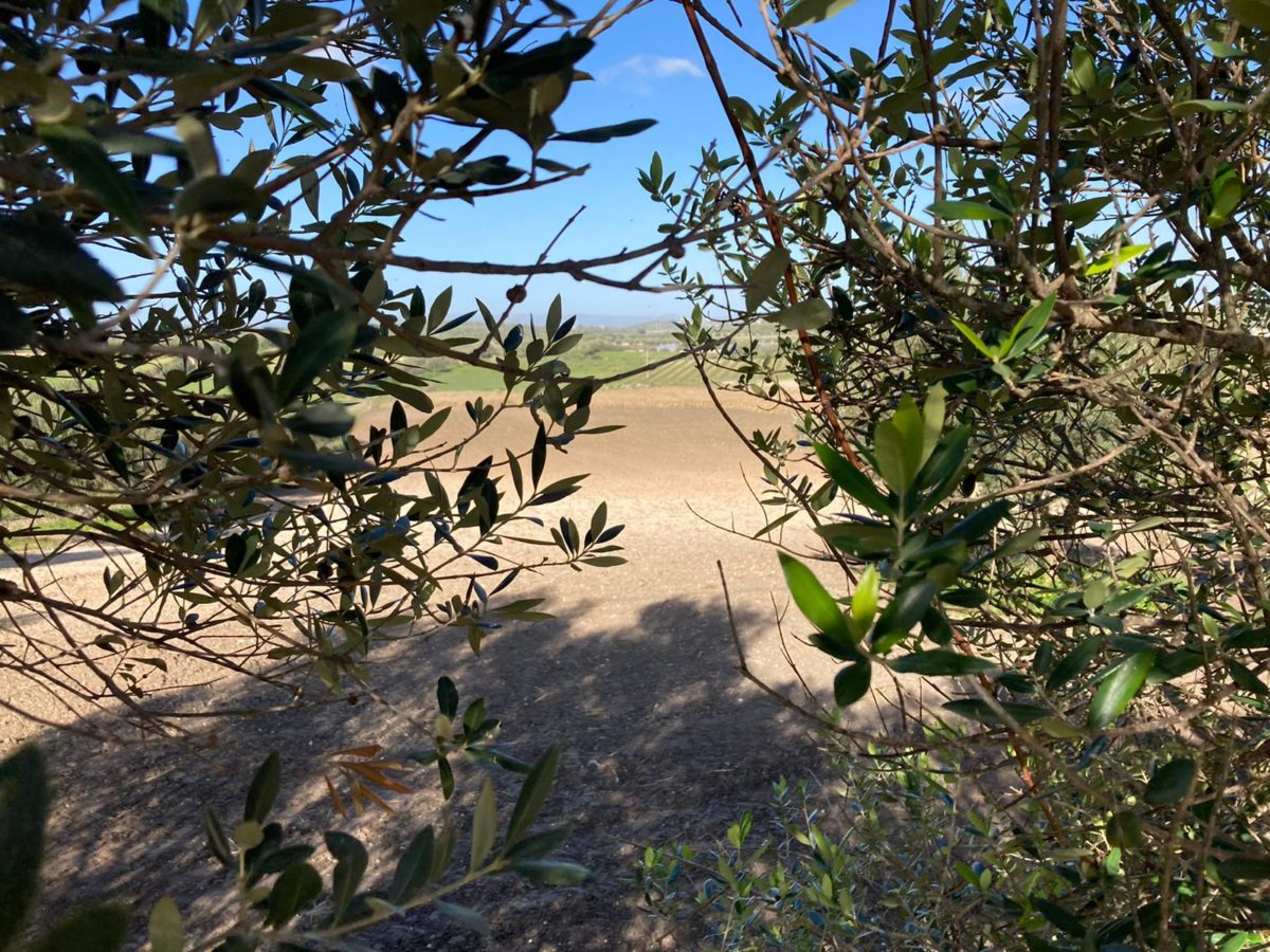 Contrada Agliastro (12)