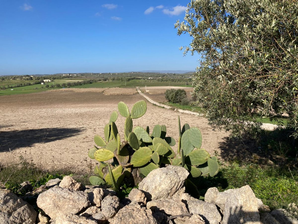 Contrada Agliastro (8)