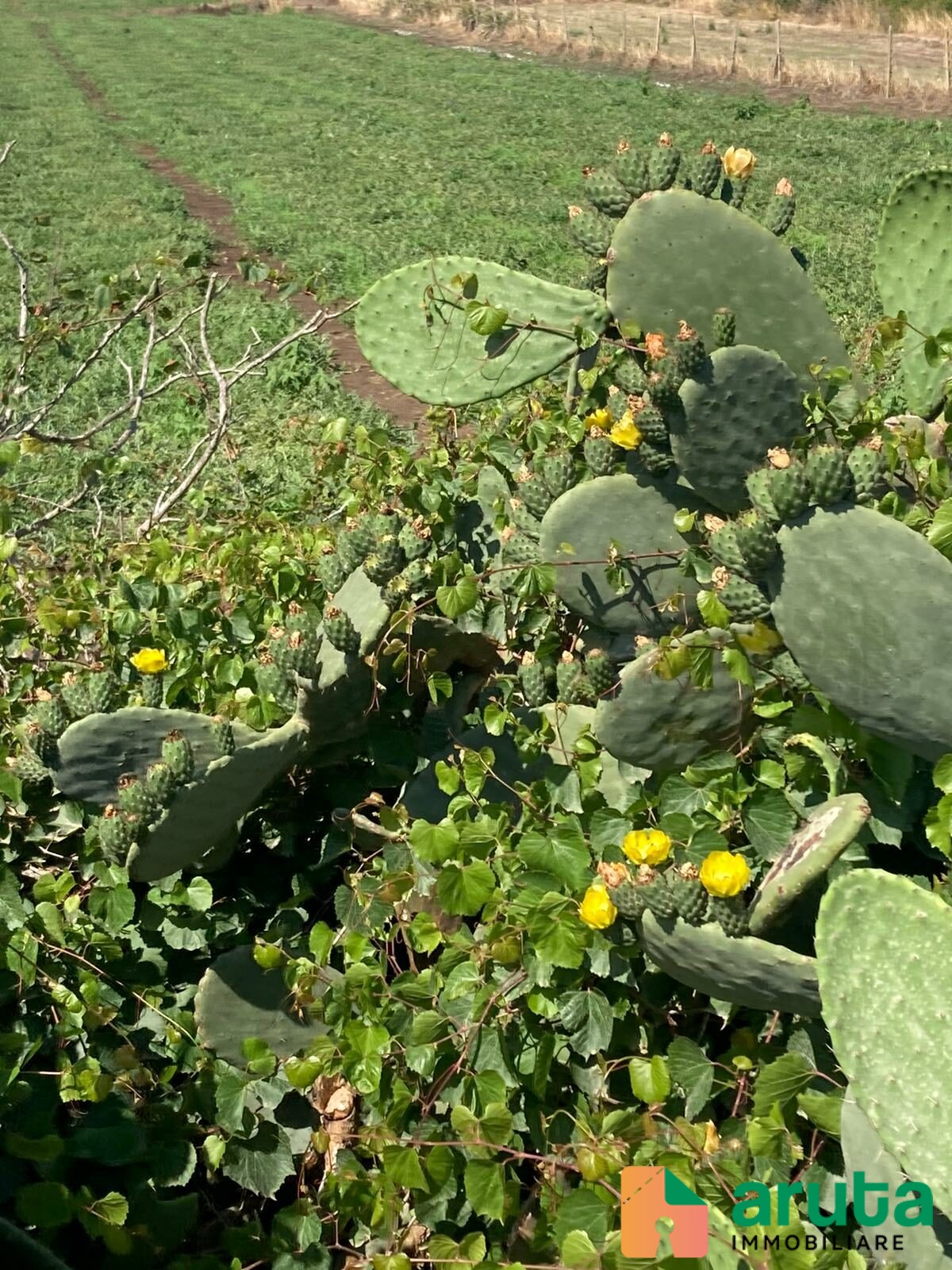 Pachino - C.da Stallone (11)