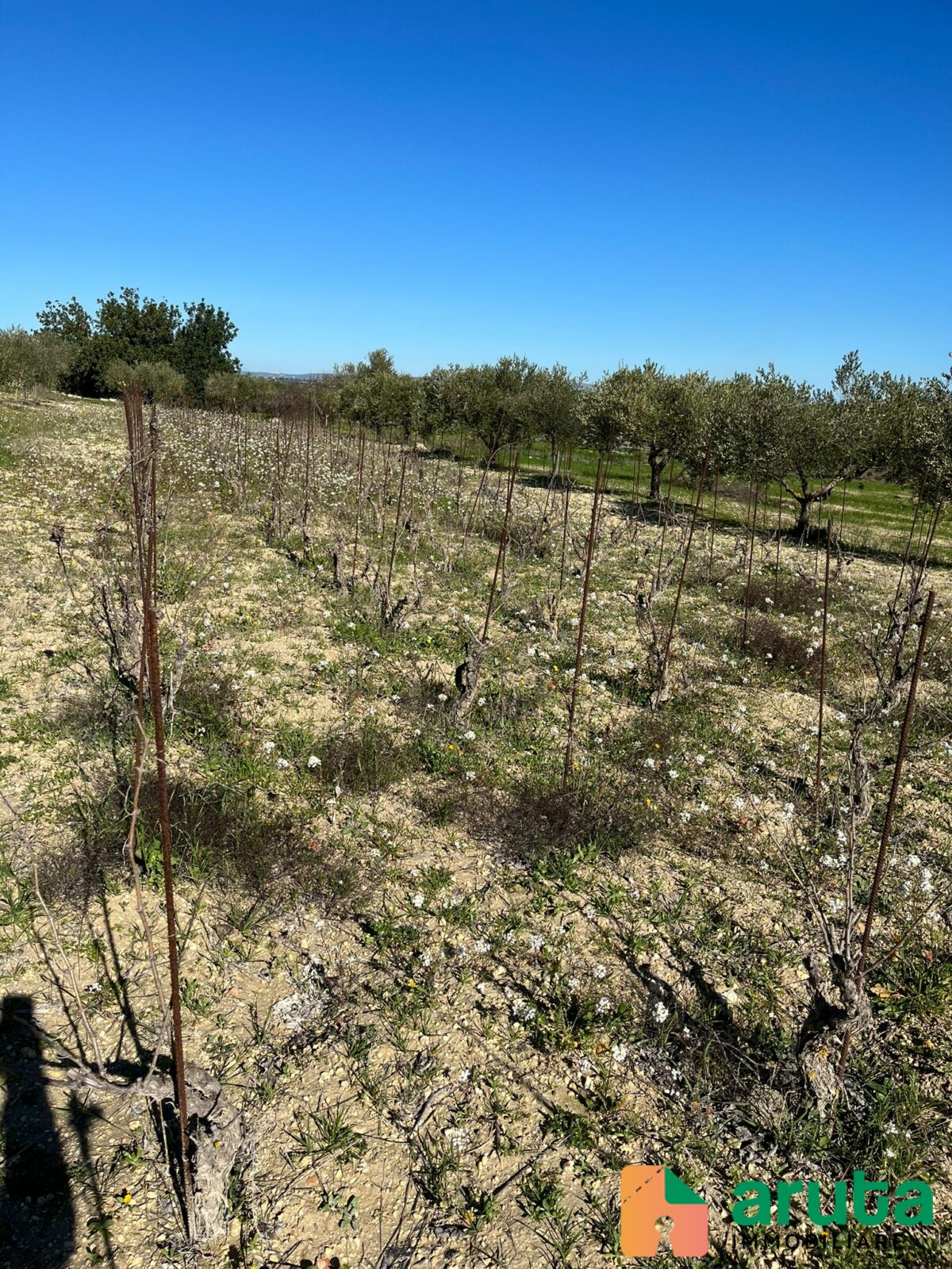 Noto - c.da Buonivini (1)