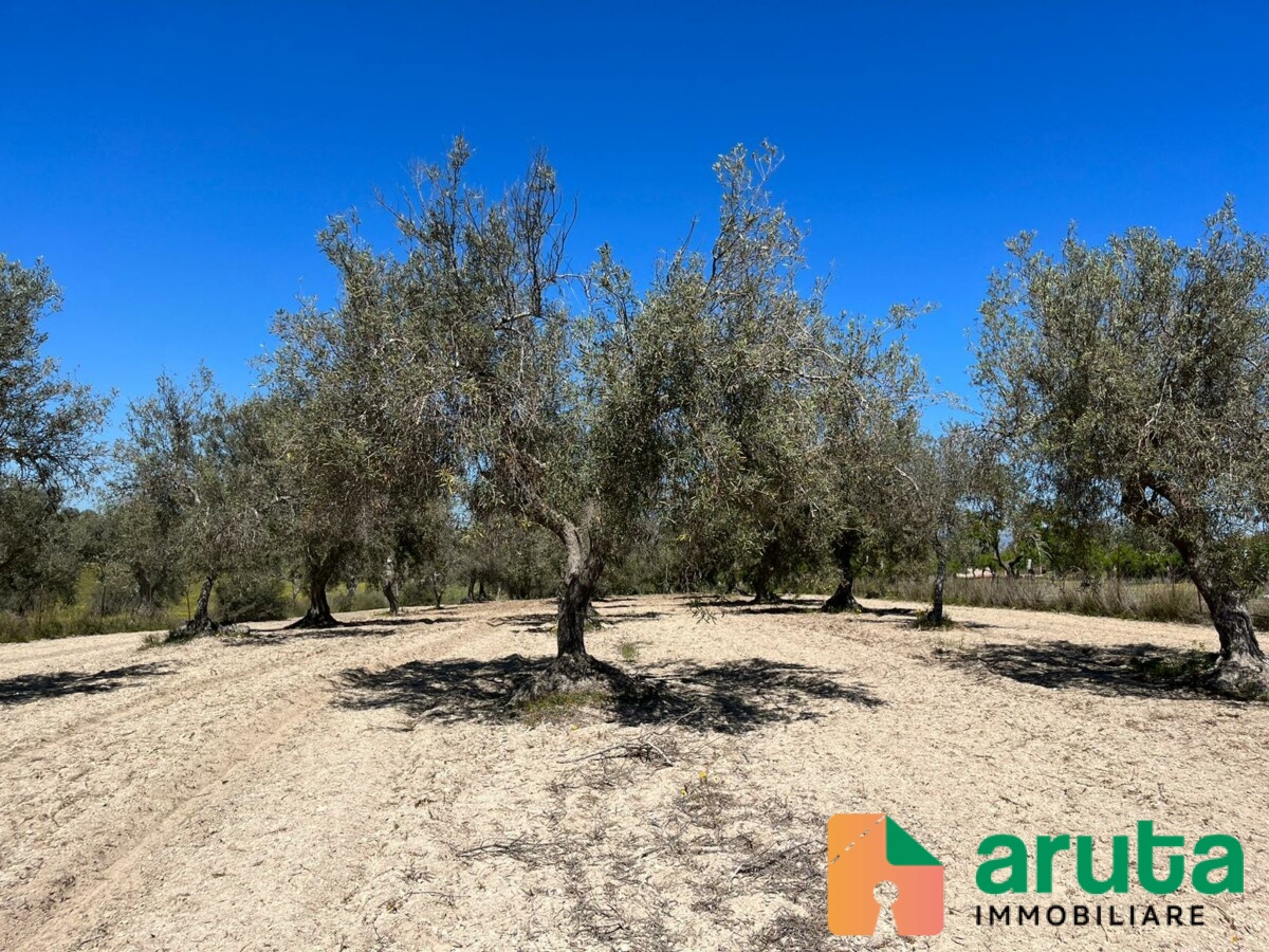 Pachino - C.da Cozzi (1)