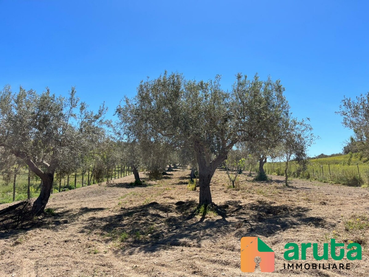 Pachino - C.da Cozzi (2)