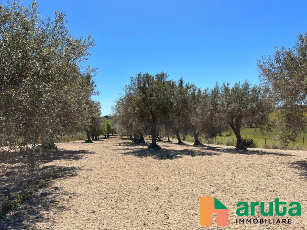 Pachino - C.da Cozzi (3)