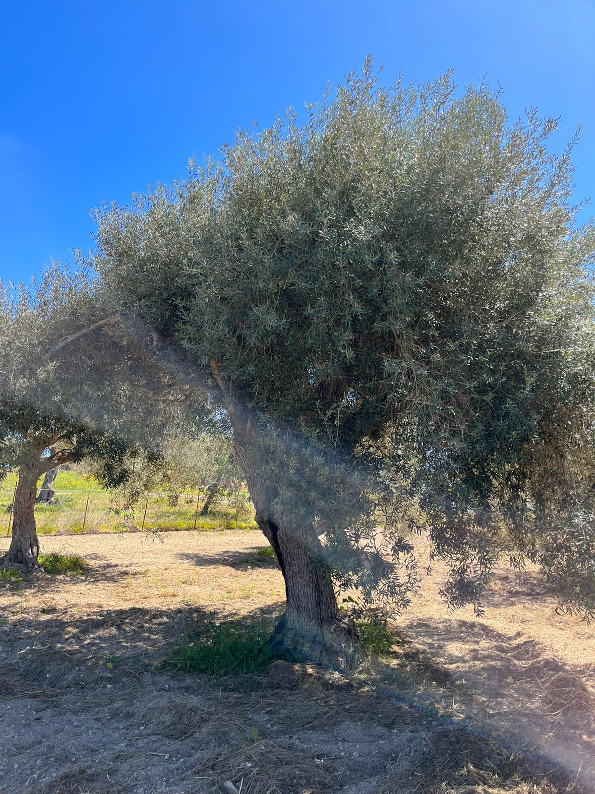 Pachino - C.da Cozzi (4)