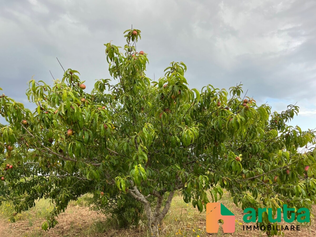 Noto - C.da Burgio (5)