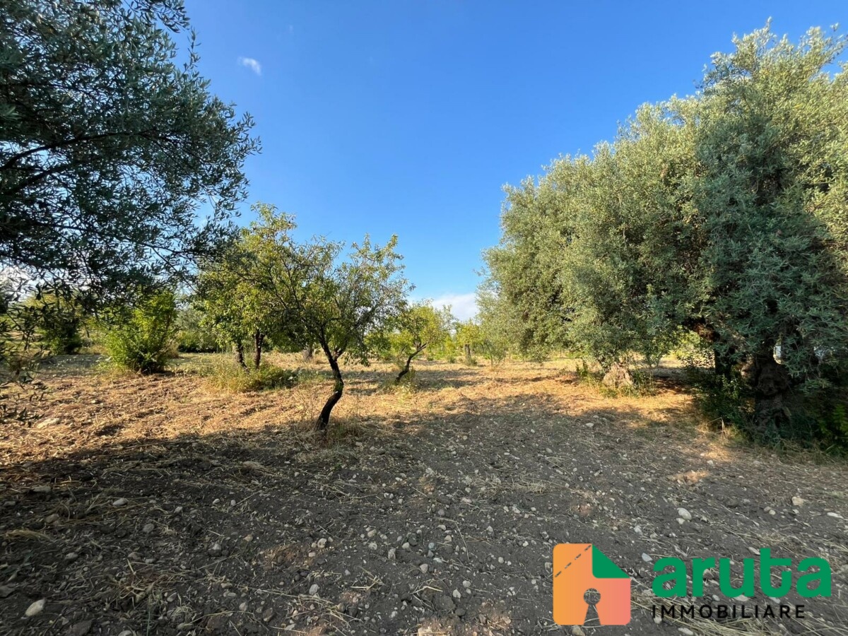 Noto - C.da Castelluccio (14)