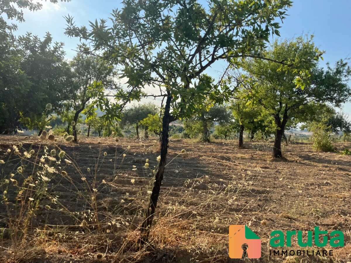 Noto - C.da Castelluccio (32)