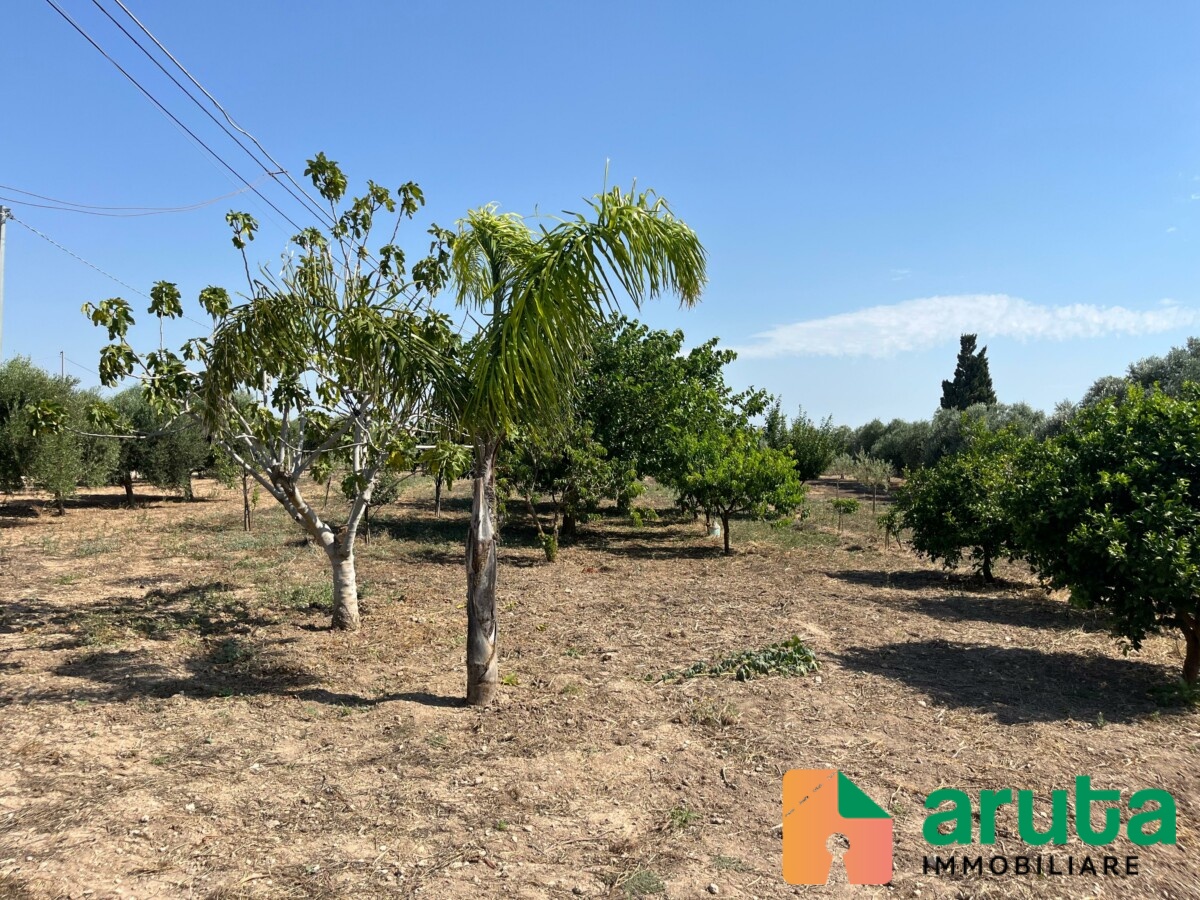 Noto - C.da San Lorenzo (71)