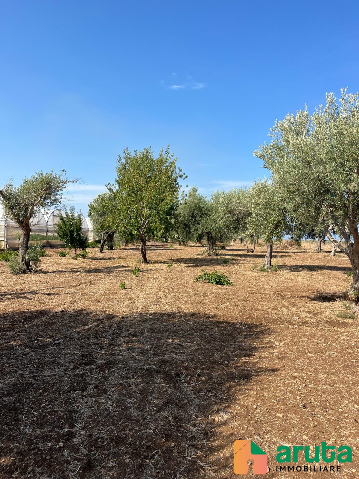 Pachino - C.da Guastella (19)