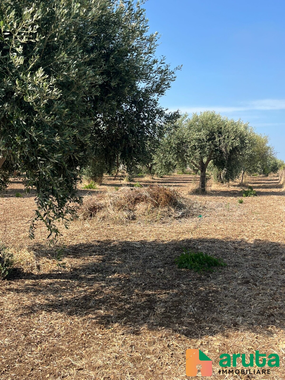 Pachino - C.da Guastella (5)