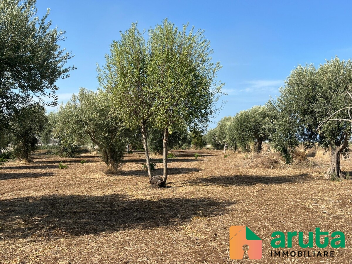 Pachino - C.da Guastella (9)