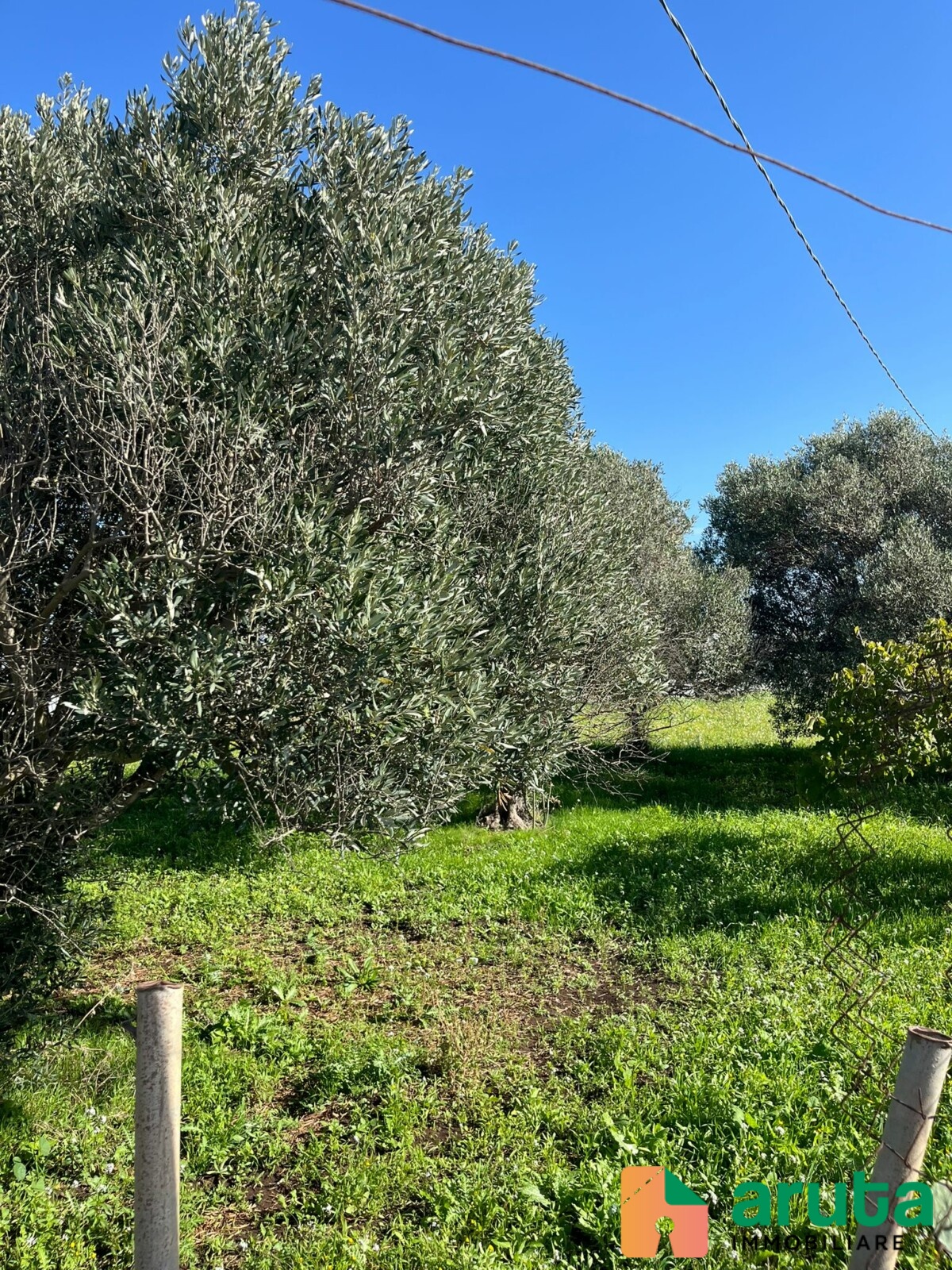 Pachino - C.da Mauicini (3)