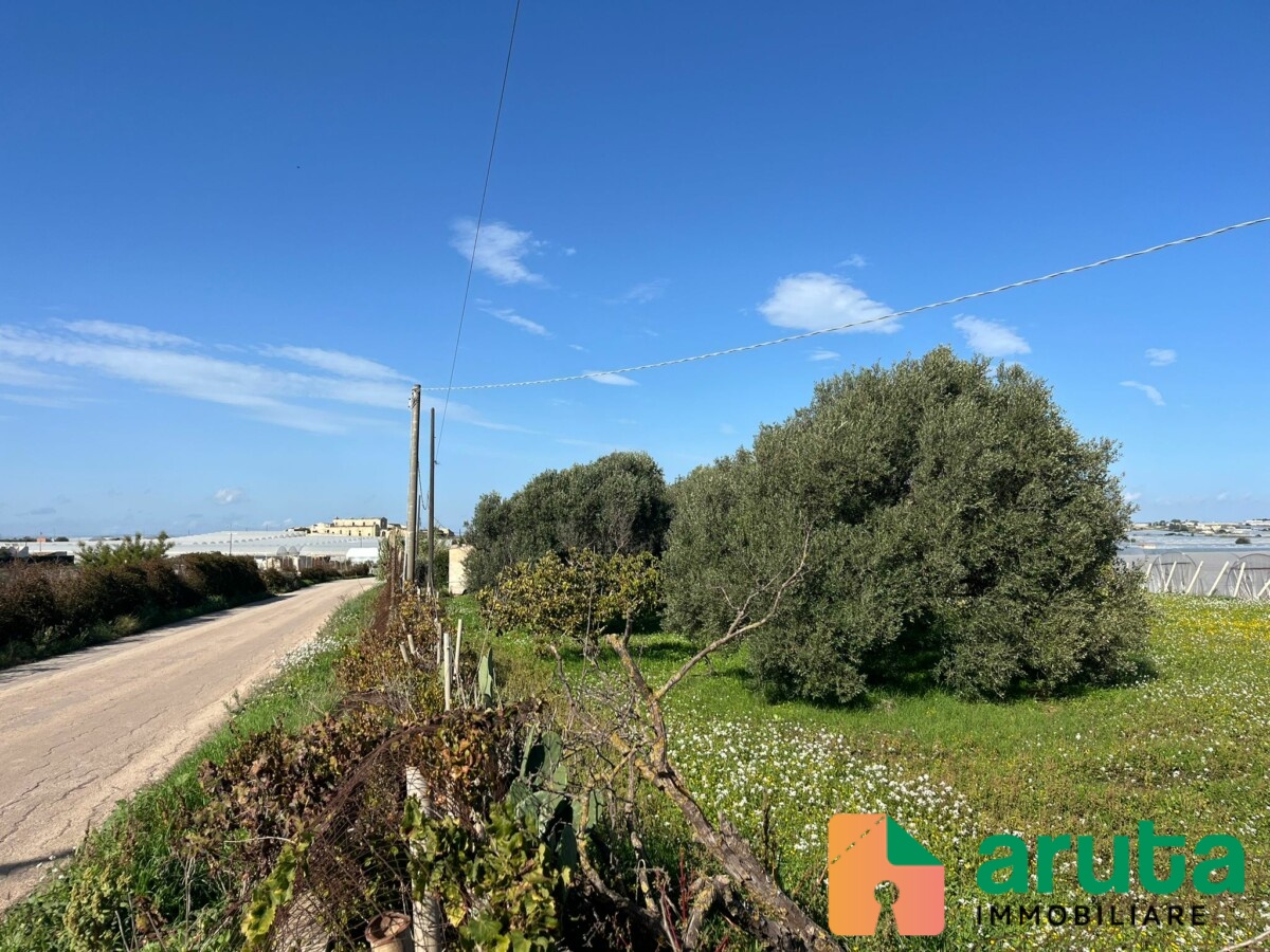 Pachino - C.da Mauicini (4)