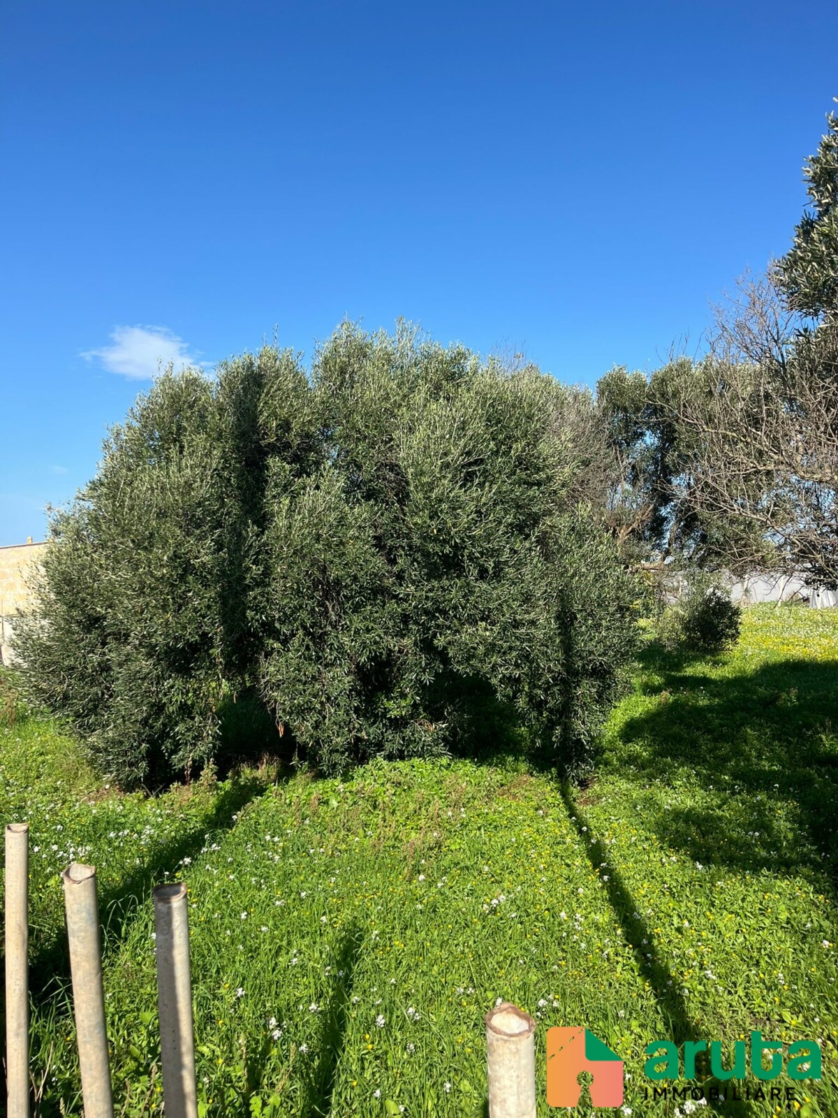 Pachino - C.da Mauicini (8)